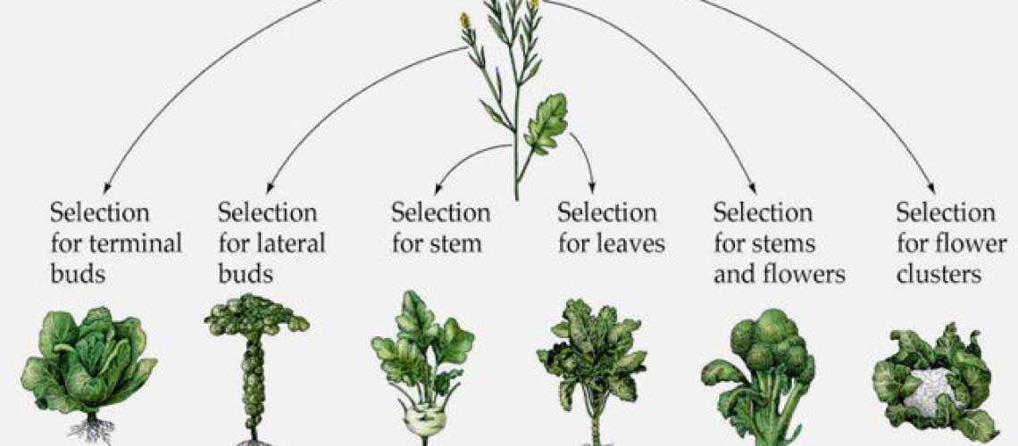 brassica-oleracea.0